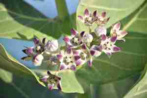 Free photo white and purple giant milkweed flower blossoms blooming and flowering