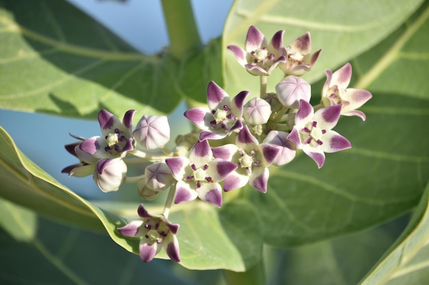 White and purple giant milkweed flower blossoms blooming and flowering