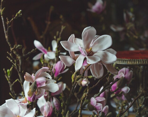 白と紫の蘭の花の枝。