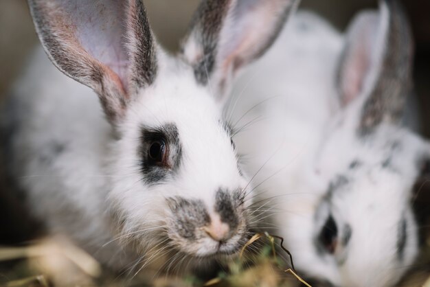 White rabbit eating grass