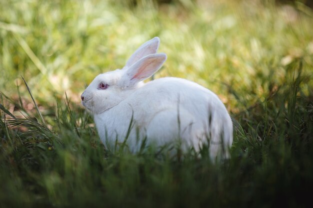Белый кролик на поле