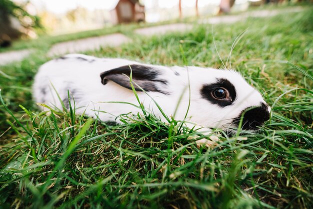 緑の草の上に横たわる白いウサギ