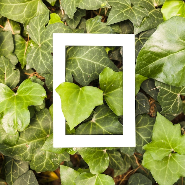 White rectangular frame over the grown ivy