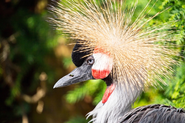 頭に大きな羽毛の冠がある白、赤、黒の鶴