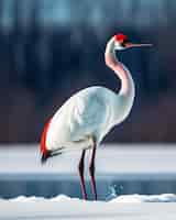 Free photo a white and red flamingo stands in the snow.