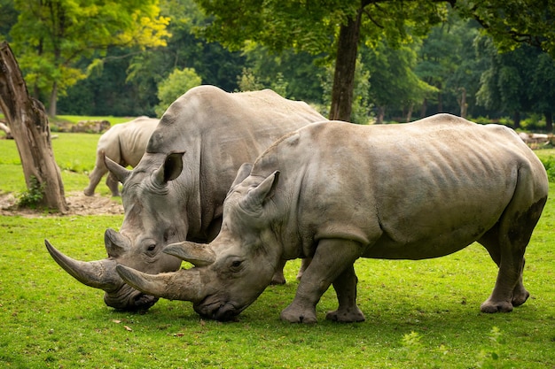 White rhinoceros in the beautiful nature looking habitat Wild animals in captivity Prehistoric and endangered species in zoo