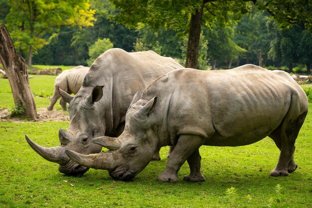 美しい自然に見える生息地のシロサイ飼育下の野生動物動物園の先史時代の絶滅危惧種