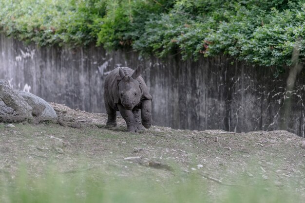 木製のフェンスと緑に囲まれた動物園を走るシロサイ