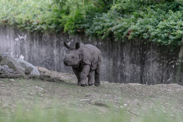 White rhinoceros running through a zoo surrounded by wooden fences and greenery