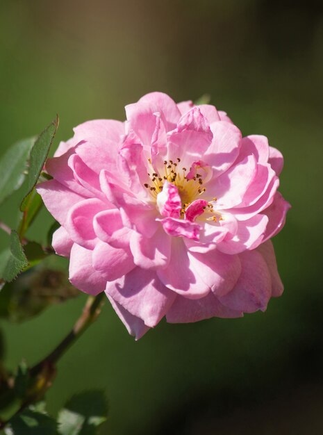 白いバラの花を庭に