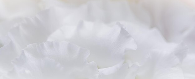 White rose flower petals macro flowers backdrop for holiday design soft focus