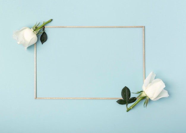 White rose flowers and frame on blue background