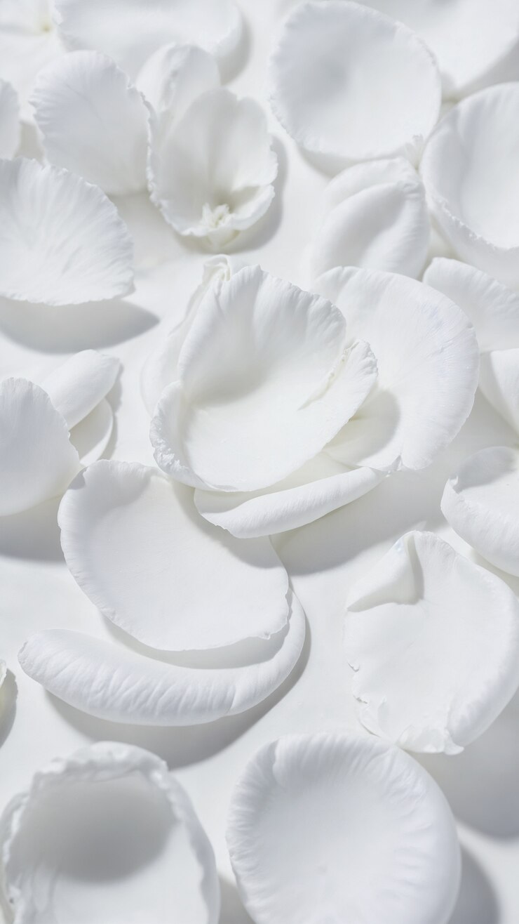 Free Photo white rose petals