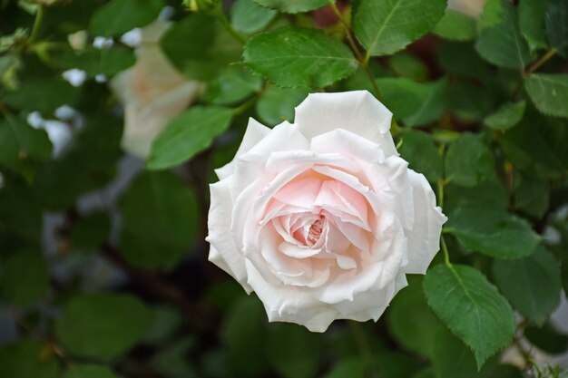 赤いバラ白いバラの写真素材