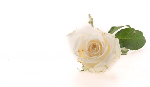 white rose