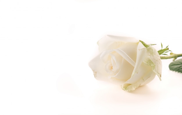 white rose