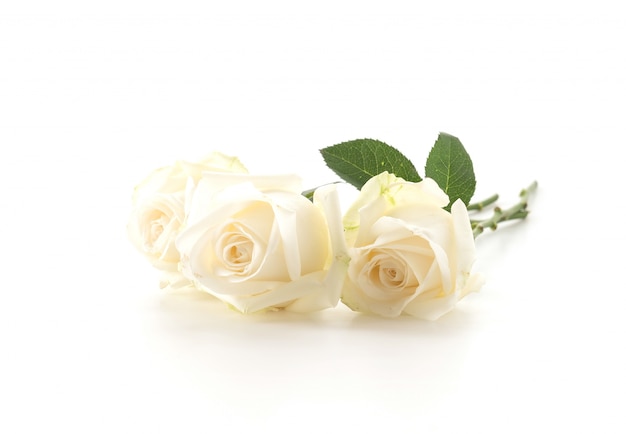 white rose