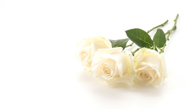 white rose