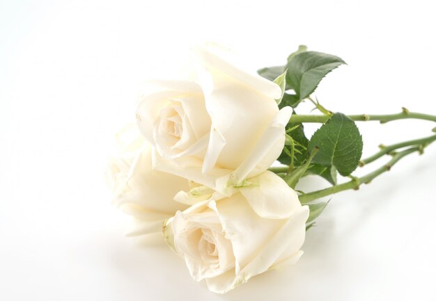 white rose