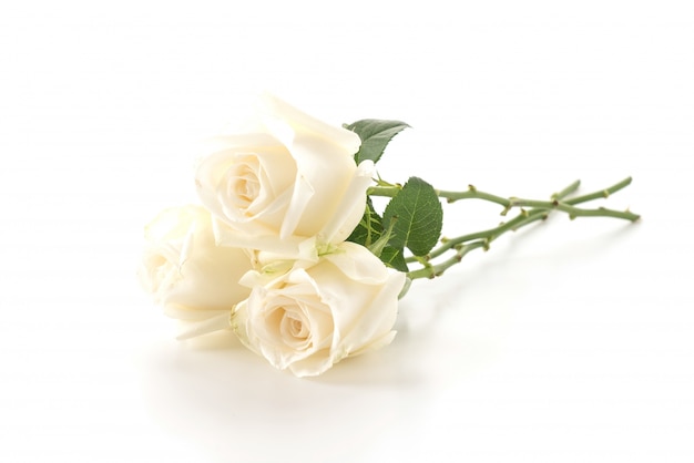 Free photo white rose