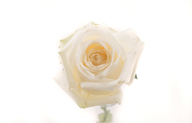 white rose