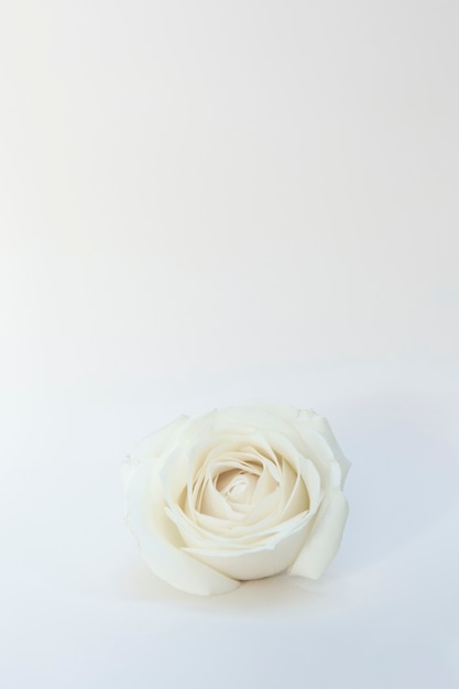 White rose