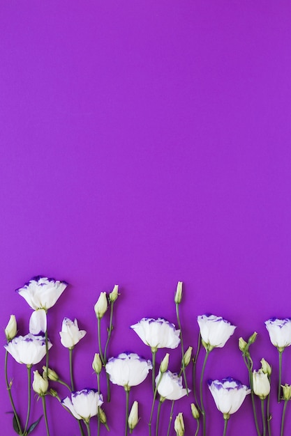 Foto gratuita disposizione delle rose bianche sul fondo viola dello spazio della copia