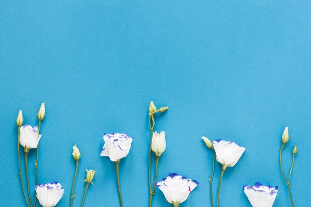 White roses on blue background with copy space