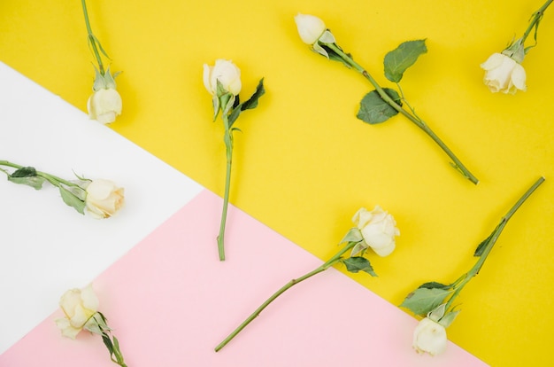 White roses flowers