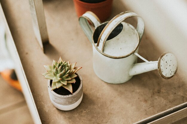 White rustic watering can by a cactus in a greenhouse