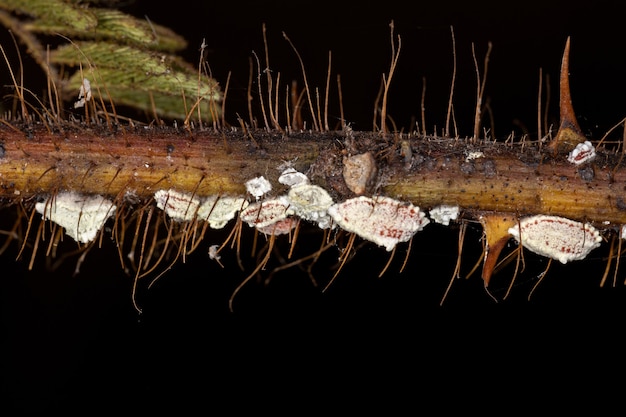 Белочешуйные насекомые надсемейства coccoidea на растении