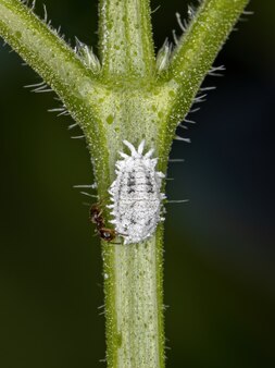 Coccoidea 슈퍼과의 백색 비늘 곤충