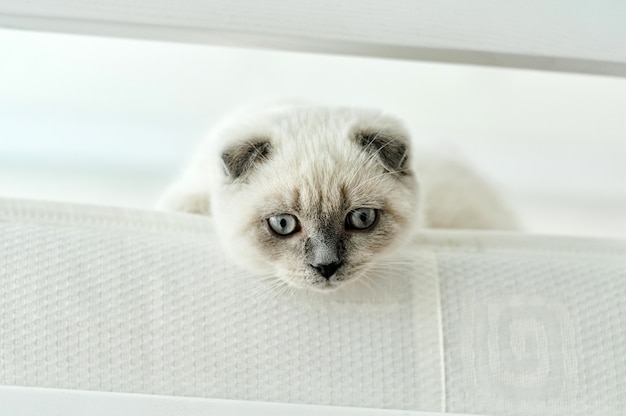 ベッドで横になっている白いスコティッシュフォールド飼い猫 美しい白い子猫 青い目をしたスコットランドの子猫の肖像画 かわいい白猫 の子猫は灰色の耳を折ります 居心地の良い家 動物のペットの猫 コピースペースを閉じる プレミアム写真