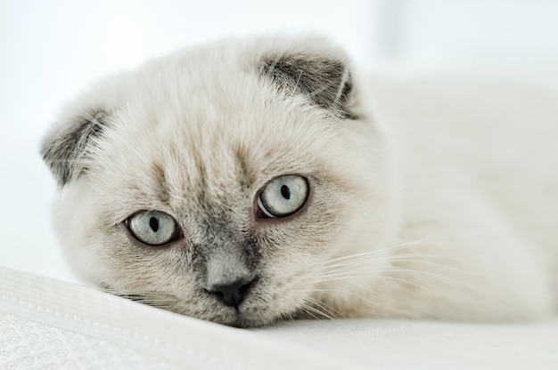 ベッドに横たわっている白いスコティッシュフォールド飼い猫 美しい白い子猫 青い目をしたスコットランドの子猫の肖像画 かわいい白猫 の子猫は灰色の耳を折ります 居心地の良い家 動物のペットの猫 コピースペースを閉じます プレミアム写真