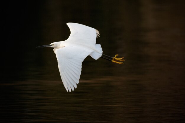 Белая морская птица пролетает над озером