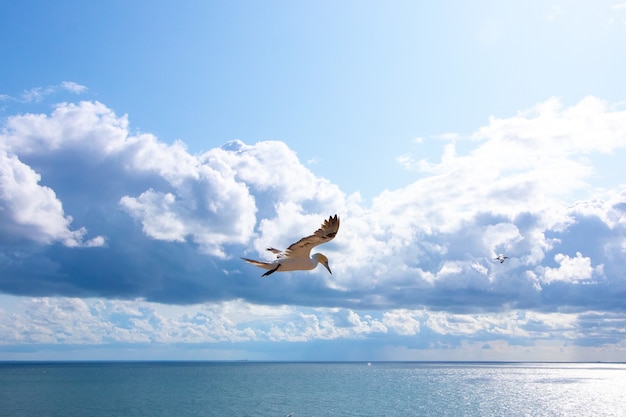 White seagull flying in the sunny sky and some fluffy clouds