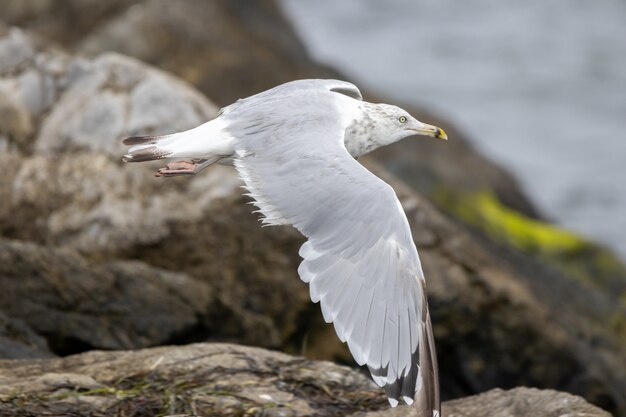 海沿いの岩から飛んでいる白いカモメ