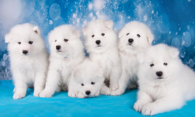 Шесть белых пушистых маленьких щенков самоеда сидят на синем одеяле