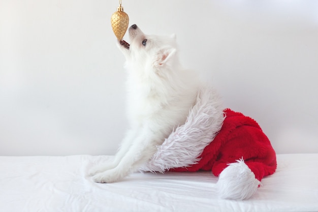 흰색 작은 강아지 포메라니안 강아지가 산타클로스 모자 안에 앉아 크리스마스 장난감에 총구를 뻗고 입을 열었다. 크리스마스와 새 해 개념입니다.