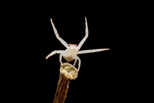 White spider 