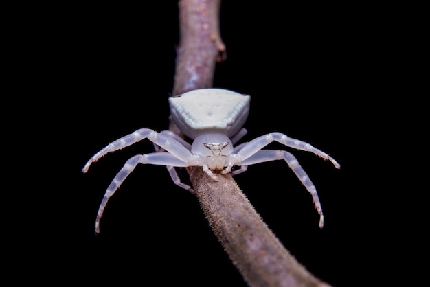 Free photo white spider