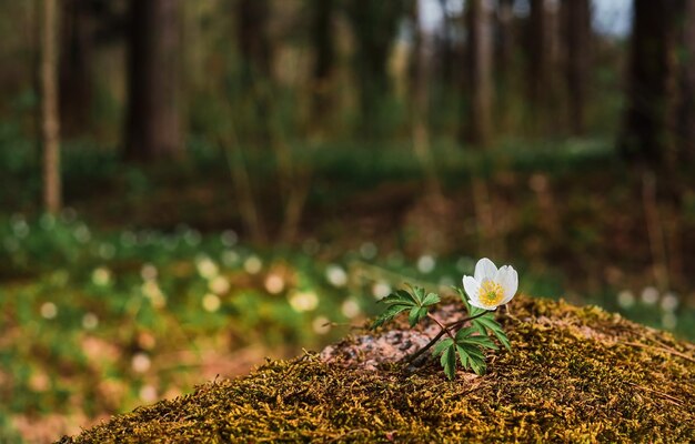 White spring flower on stone covered with moss against the backdrop of northern pine forest Anemone nemorosa first spring may flowers close up soft selective focus blurred background banner idea