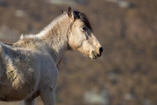 Free photo white stallion portrait