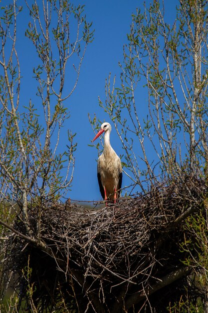 White stork (Ciconia ciconia)  nests on trees