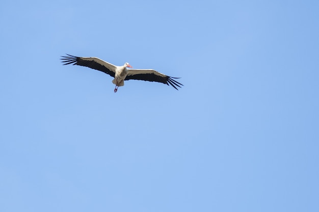 青い空を飛んでいる白いコウノトリ