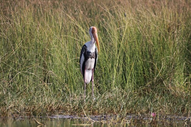 White stork in the grass near the lake