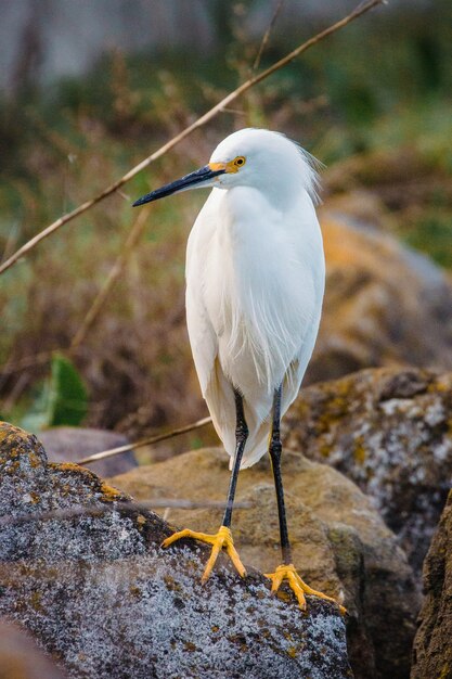 White stork perched on brown rock during daytime