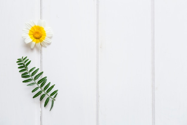 Free photo white surface with beautiful flower and blank space