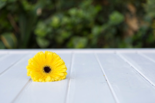 White surface with yellow daisy