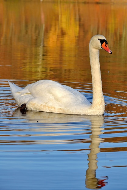 "White swan floating"